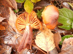 Hygrocybe punicea