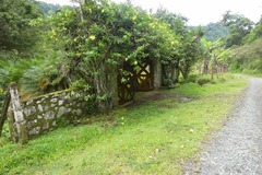 Allamanda cathartica