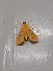 Omiodes indicata