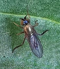 Dolichopodidae