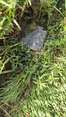 Oldenlandia corymbosa