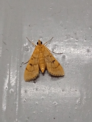 Omiodes indicata