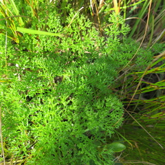 Notobubon ferulaceum