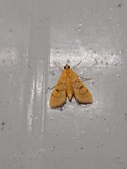 Omiodes indicata