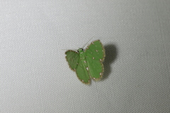 Argyrocosma inductaria