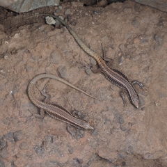 Teira dugesii dugesii