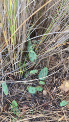 Opuntia humifusa