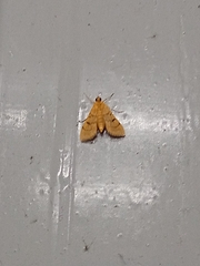 Omiodes indicata
