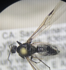 Liometopum occidentale