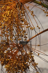 Serinus canaria