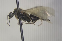 Liometopum occidentale