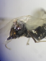 Liometopum occidentale