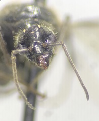 Liometopum occidentale