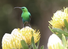 Nectarinia famosa