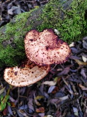 Fistulina hepatica