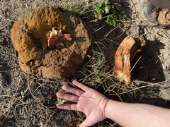 Boletus edulis grandedulis