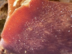 Boletus edulis grandedulis