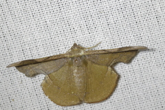 Fascellina chromataria