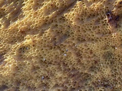 Boletus edulis grandedulis