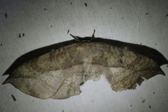 Eupterotinae