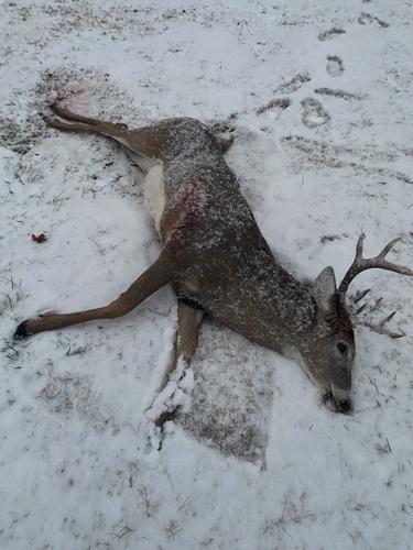 White-tailed Deer photographed in Kentucky