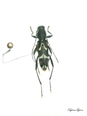 Rhaphuma gracilipes