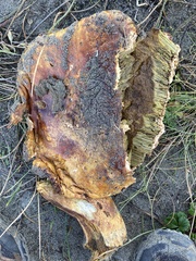 Boletus edulis grandedulis