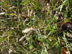 Eleusine tristachya