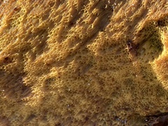 Boletus edulis grandedulis