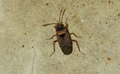 Elasmolomus squalidus