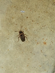 Elasmolomus squalidus