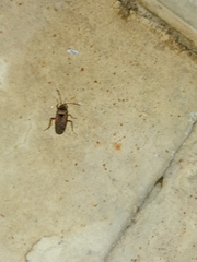 Elasmolomus squalidus