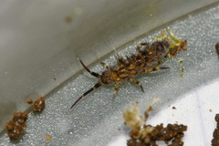 Orchesella villosa