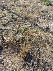 Eragrostis barrelieri