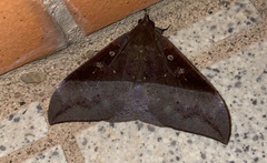 Ischyja