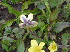 Anemonastrum obtusilobum