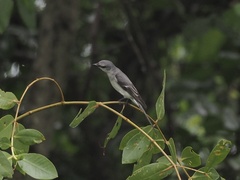 Pericrocotus divaricatus