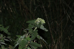 Montanoa