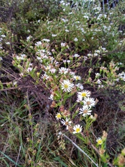 Symphyotrichum ericoides