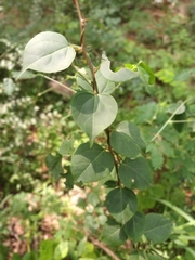 Bougainvillea spectabilis