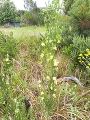 Passerina rigida