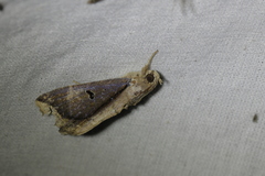 Ercheia