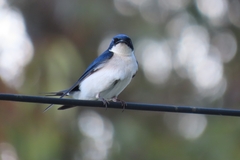 Hirundo dimidiata
