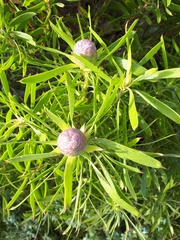 Passerina rigida