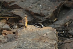 Conopophila rufogularis
