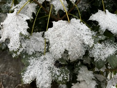 Acer platanoides