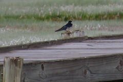 Hirundo dimidiata