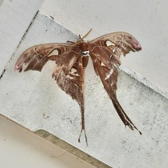 Coscinocera hercules