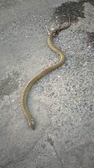 Fowlea flavipunctata