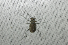Cylindera mutata